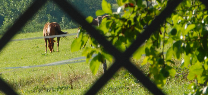 photographie d'un cheval au pré